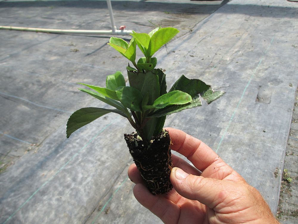 viburnum-suspensum-sandankwa-viburnum
