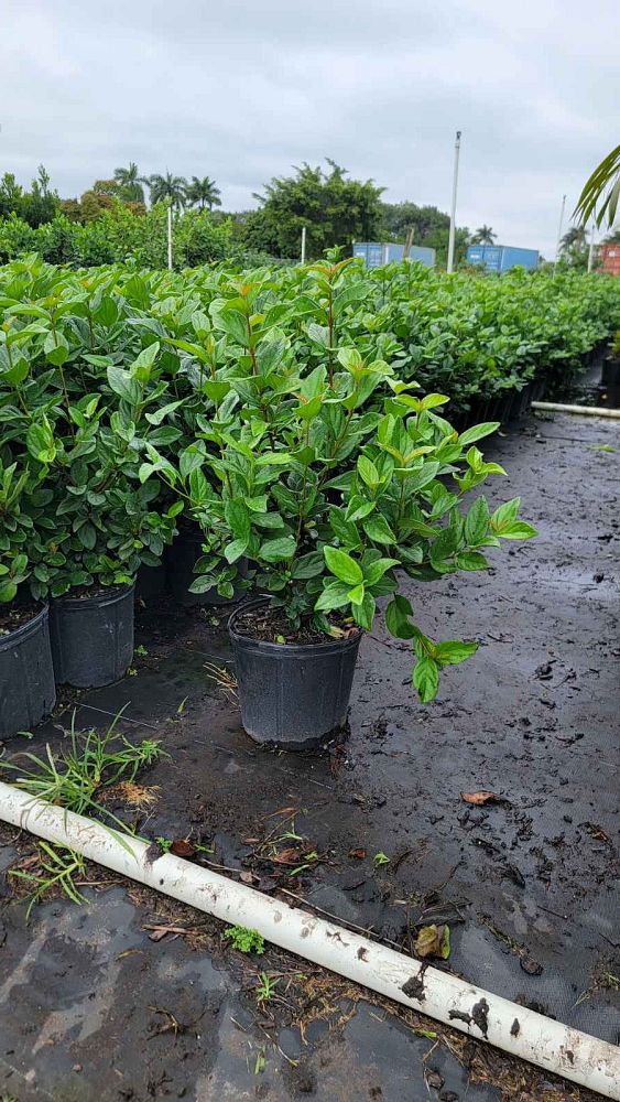 viburnum-suspensum-sandankwa-viburnum