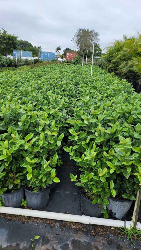viburnum-suspensum-sandankwa-viburnum