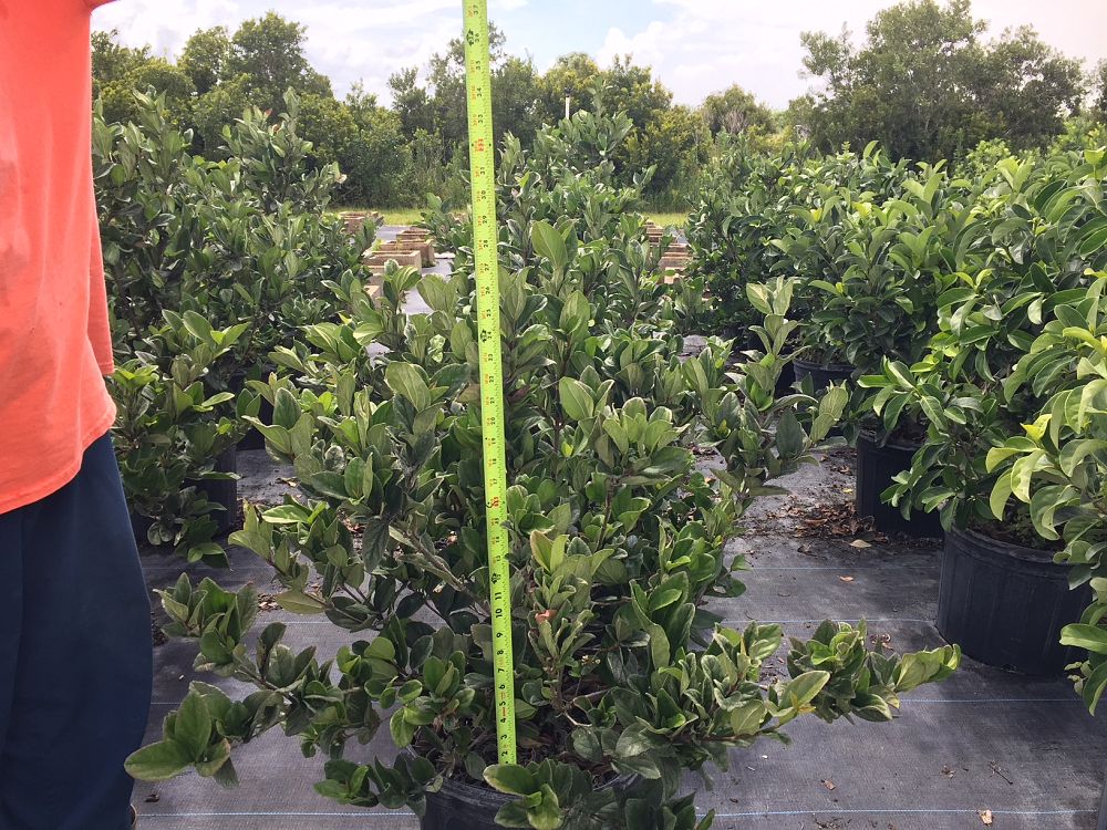 viburnum-suspensum-sandankwa-viburnum
