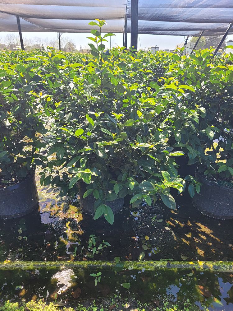 viburnum-suspensum-sandankwa-viburnum