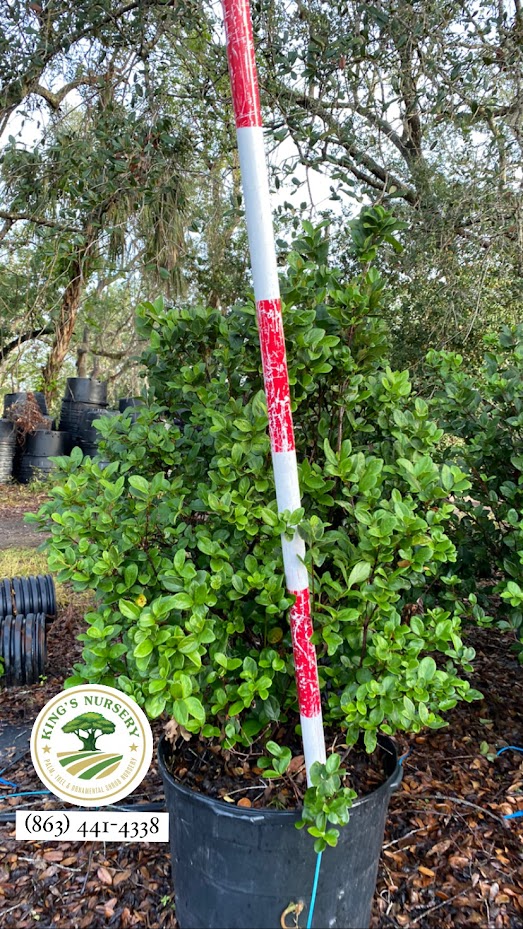 viburnum-suspensum-sandankwa-viburnum