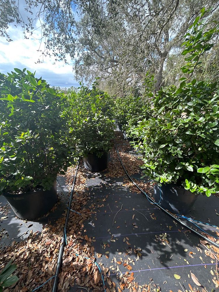 viburnum-suspensum-sandankwa-viburnum