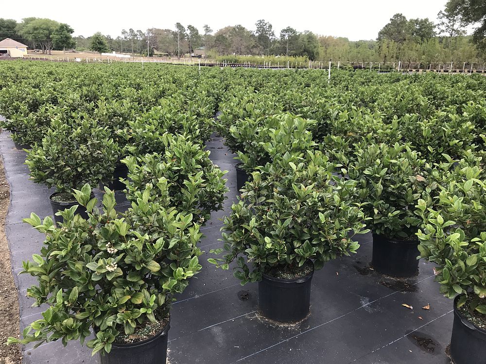 viburnum-suspensum-sandankwa-viburnum