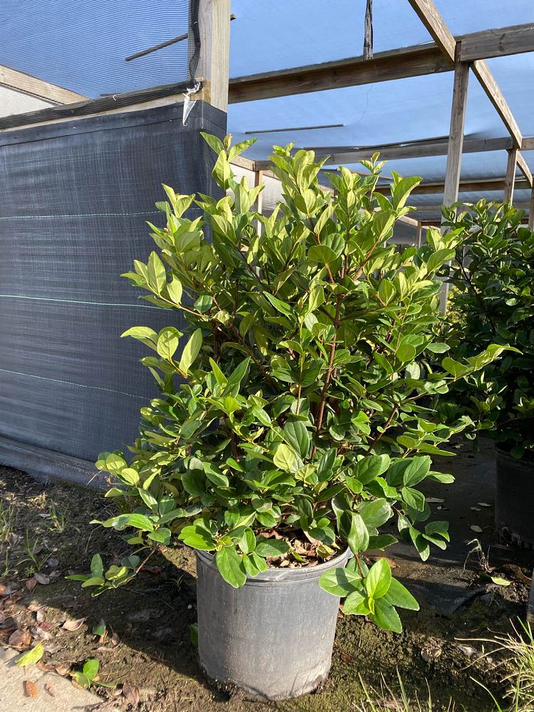 viburnum-suspensum-sandankwa-viburnum