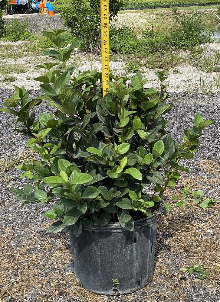 viburnum-suspensum-sandankwa-viburnum