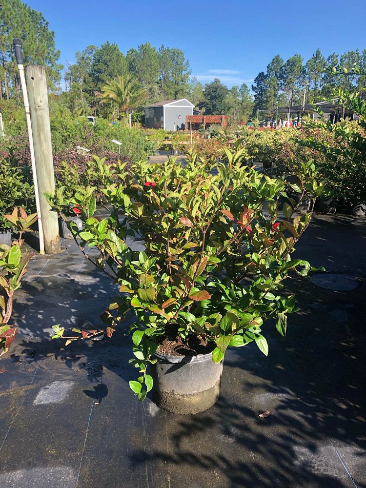 viburnum-suspensum-sandankwa-viburnum