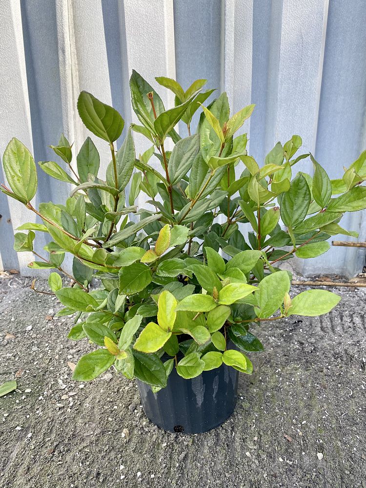 viburnum-suspensum-sandankwa-viburnum