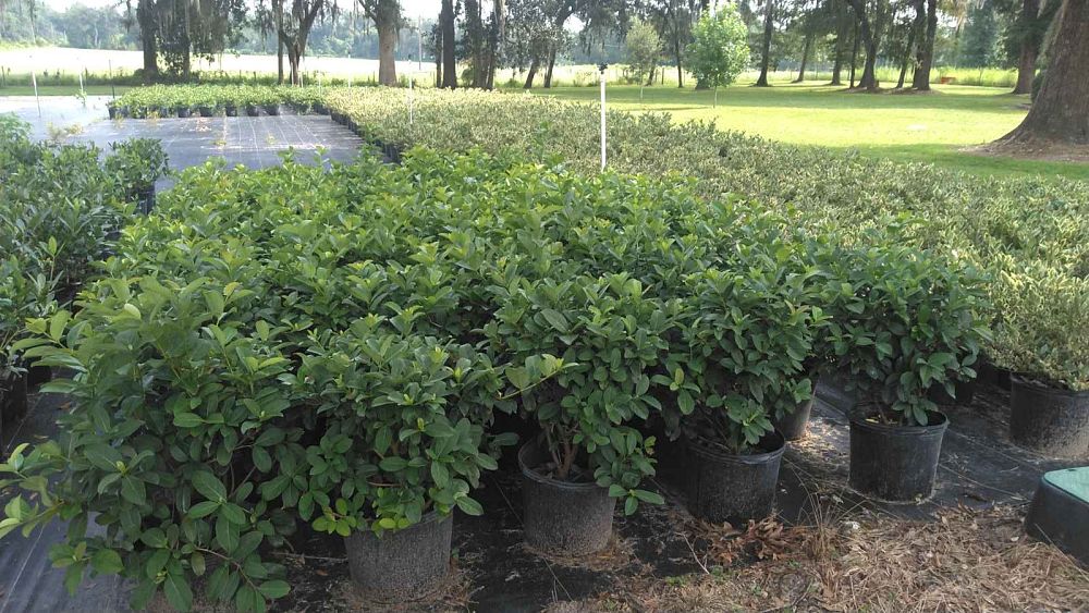 viburnum-suspensum-sandankwa-viburnum