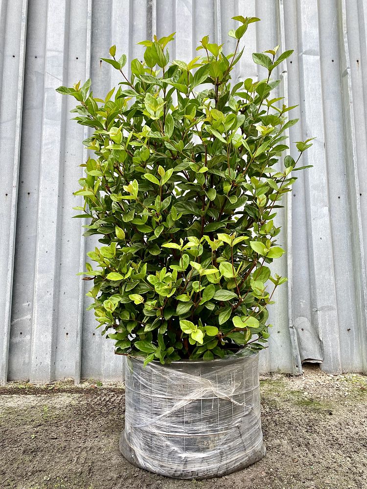 viburnum-suspensum-sandankwa-viburnum