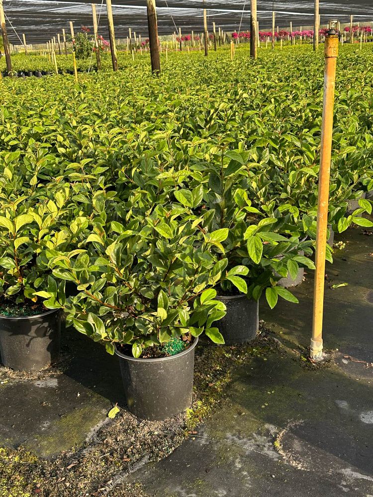 viburnum-suspensum-sandankwa-viburnum
