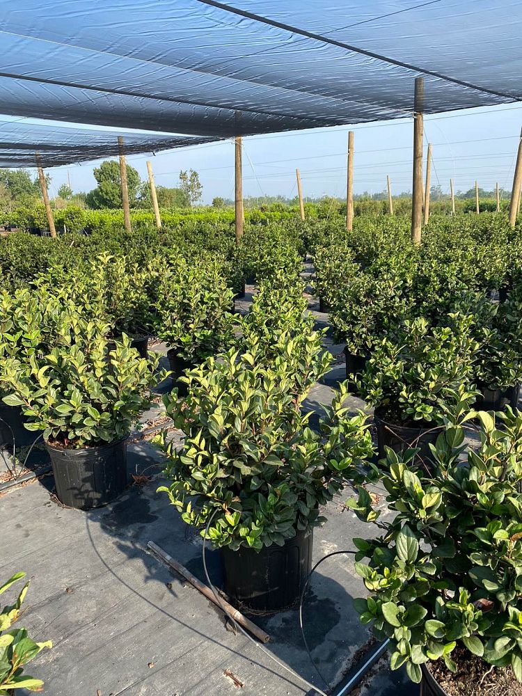 viburnum-suspensum-sandankwa-viburnum