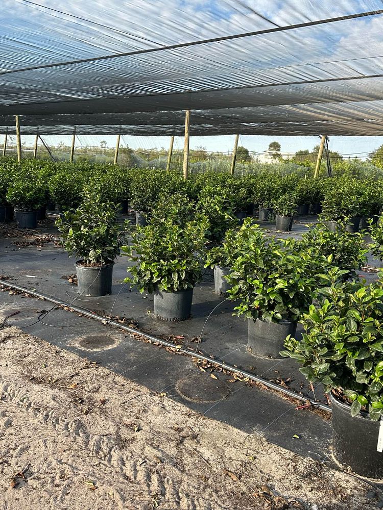viburnum-suspensum-sandankwa-viburnum