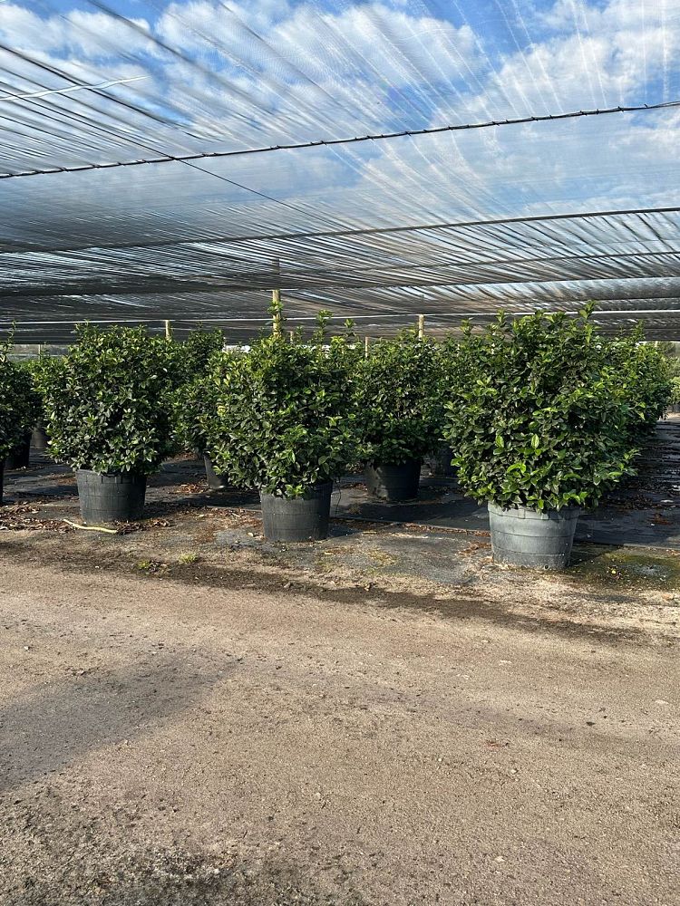 viburnum-suspensum-sandankwa-viburnum