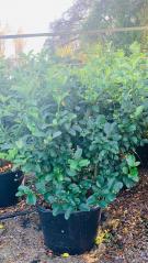 viburnum-suspensum-sandankwa-viburnum