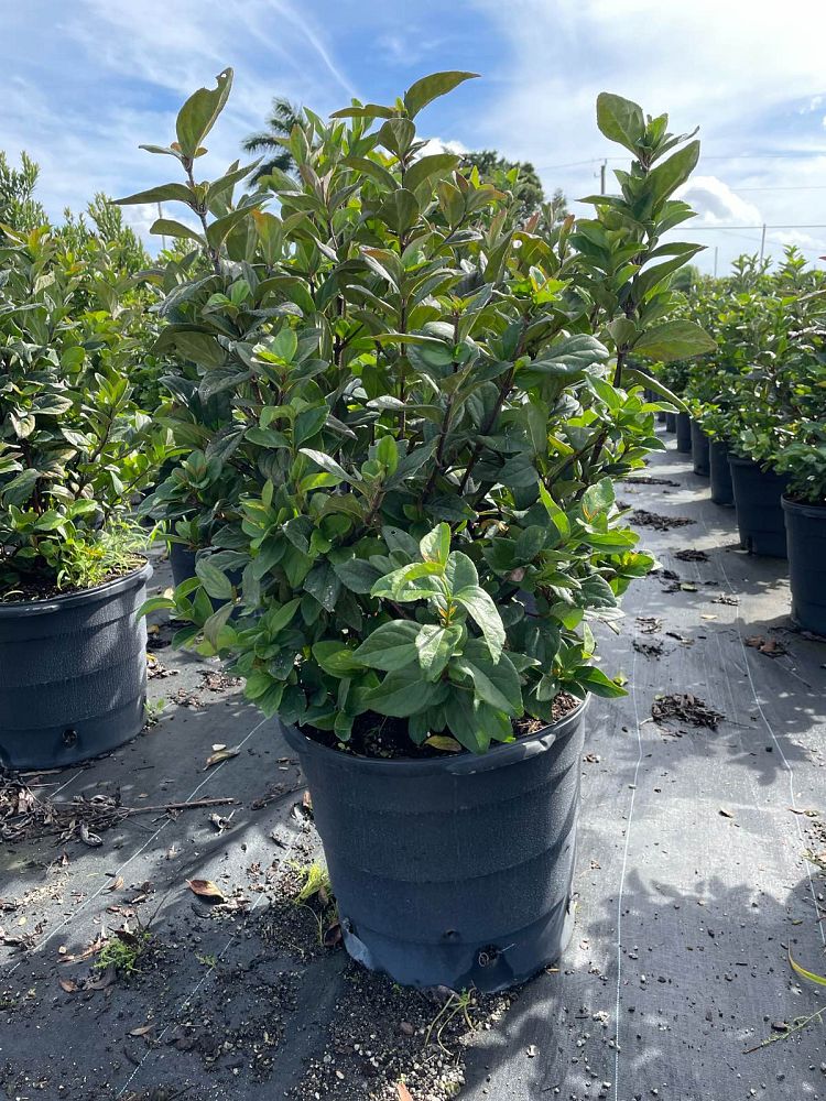viburnum-suspensum-sandankwa-viburnum