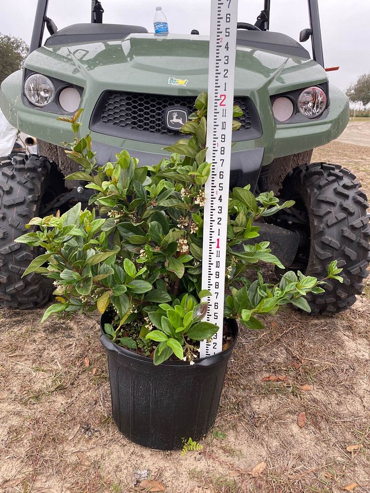 viburnum-suspensum-sandankwa-viburnum