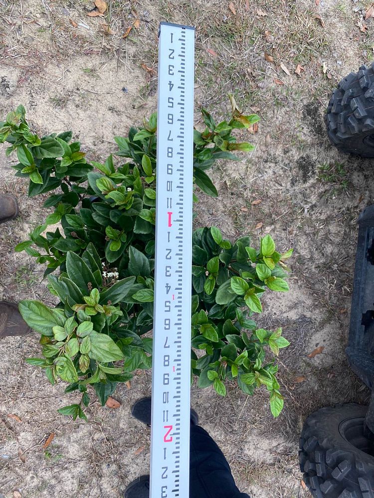 viburnum-suspensum-sandankwa-viburnum