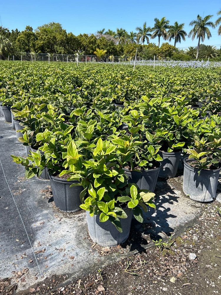 viburnum-suspensum-sandankwa-viburnum