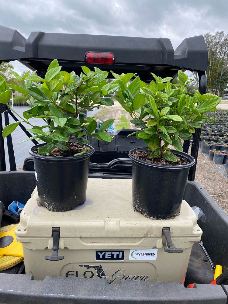 viburnum-suspensum-sandankwa-viburnum
