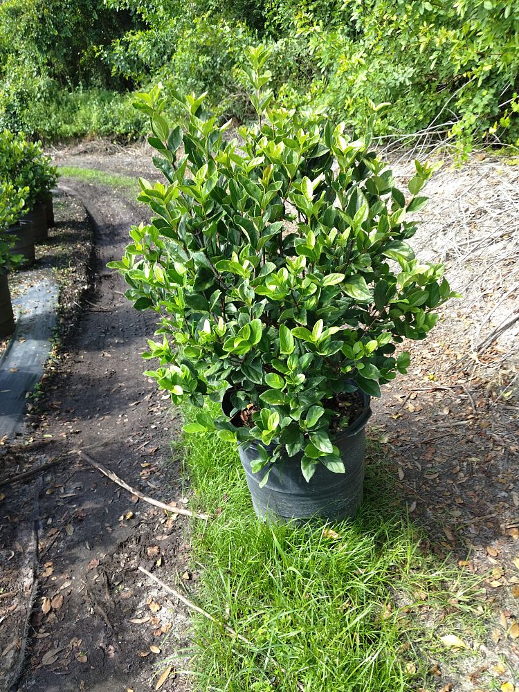 viburnum-suspensum-sandankwa-viburnum