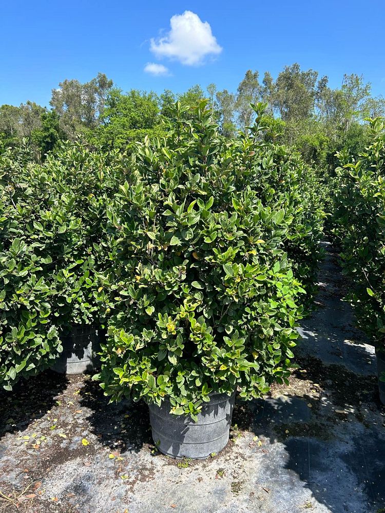 viburnum-suspensum-sandankwa-viburnum