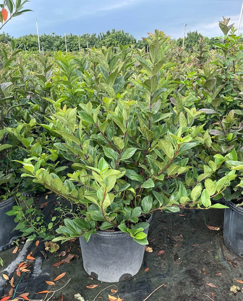 viburnum-suspensum-sandankwa-viburnum