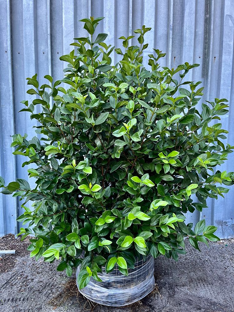 viburnum-suspensum-sandankwa-viburnum