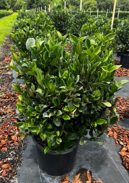 viburnum-suspensum-sandankwa-viburnum