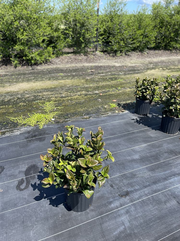 viburnum-suspensum-sandankwa-viburnum
