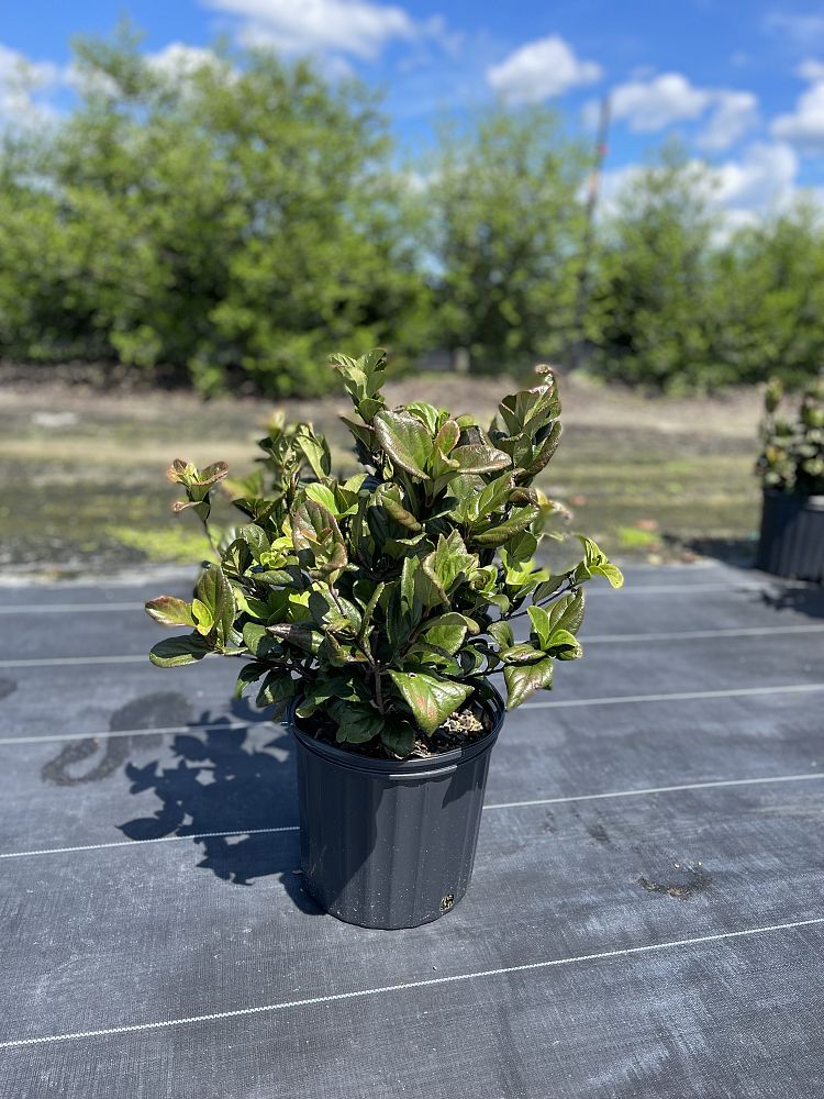 viburnum-suspensum-sandankwa-viburnum