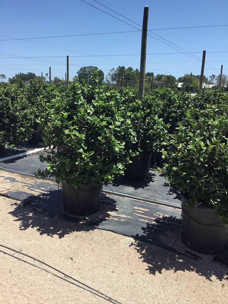 viburnum-suspensum-sandankwa-viburnum