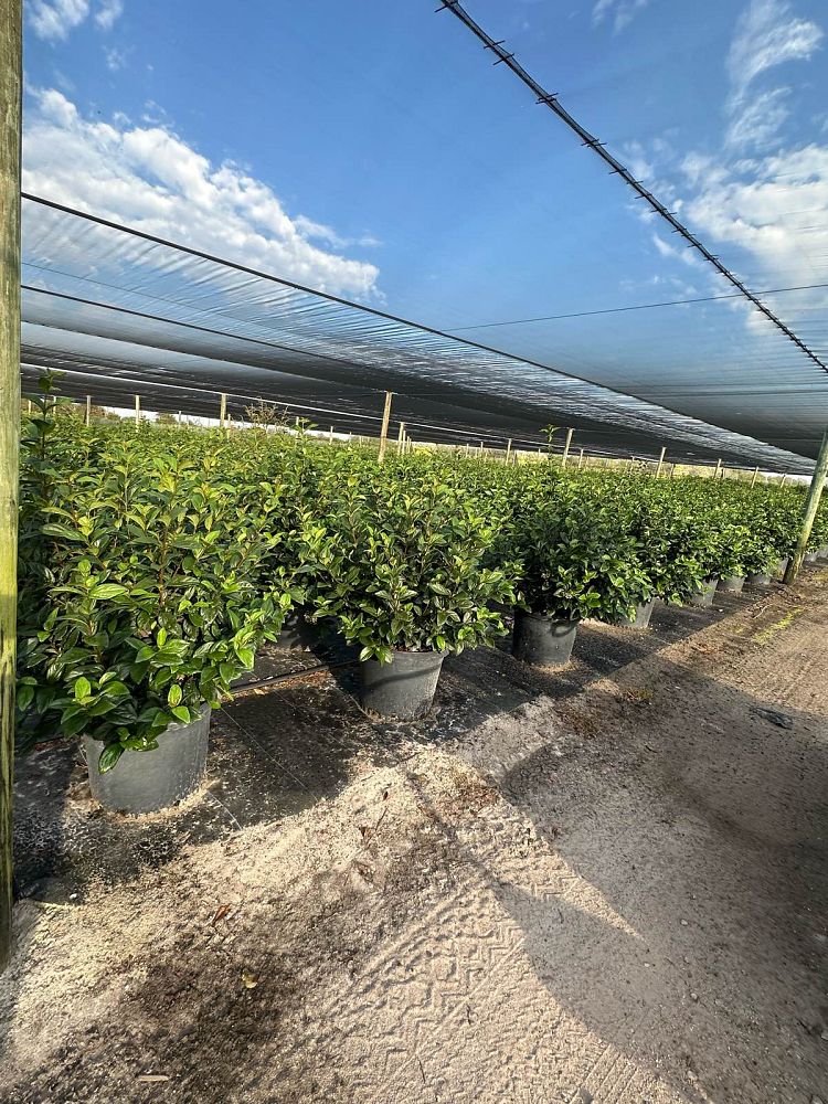 viburnum-suspensum-sandankwa-viburnum