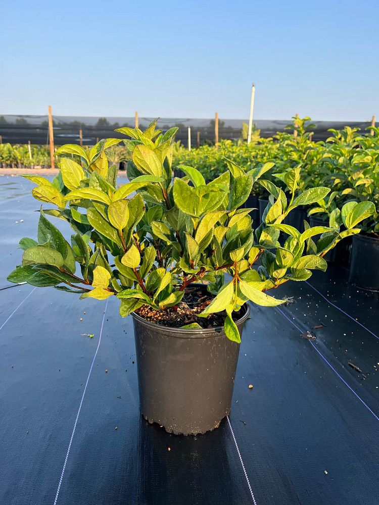 viburnum-suspensum-sandankwa-viburnum