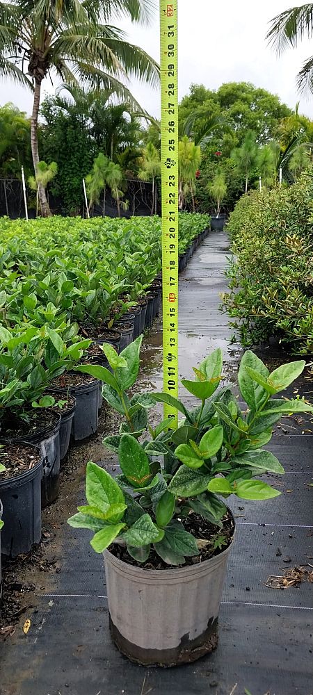 viburnum-suspensum-sandankwa-viburnum
