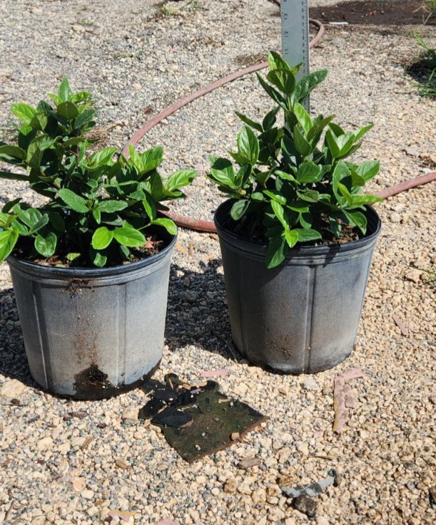 viburnum-suspensum-sandankwa-viburnum