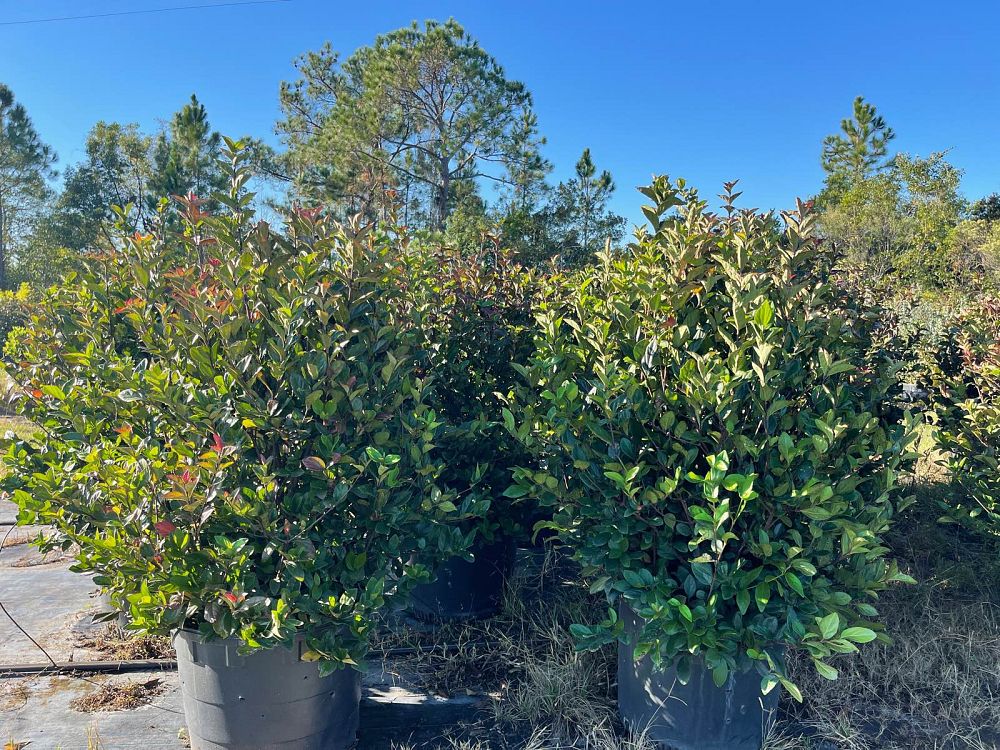 viburnum-suspensum-sandankwa-viburnum