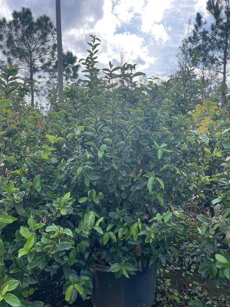 viburnum-suspensum-sandankwa-viburnum