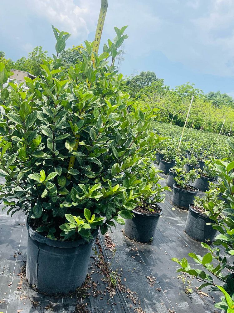 viburnum-suspensum-sandankwa-viburnum