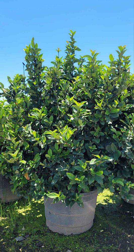 viburnum-suspensum-sandankwa-viburnum