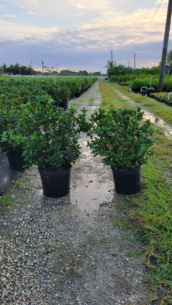 viburnum-suspensum-sandankwa-viburnum
