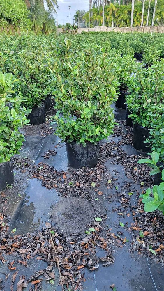 viburnum-suspensum-sandankwa-viburnum