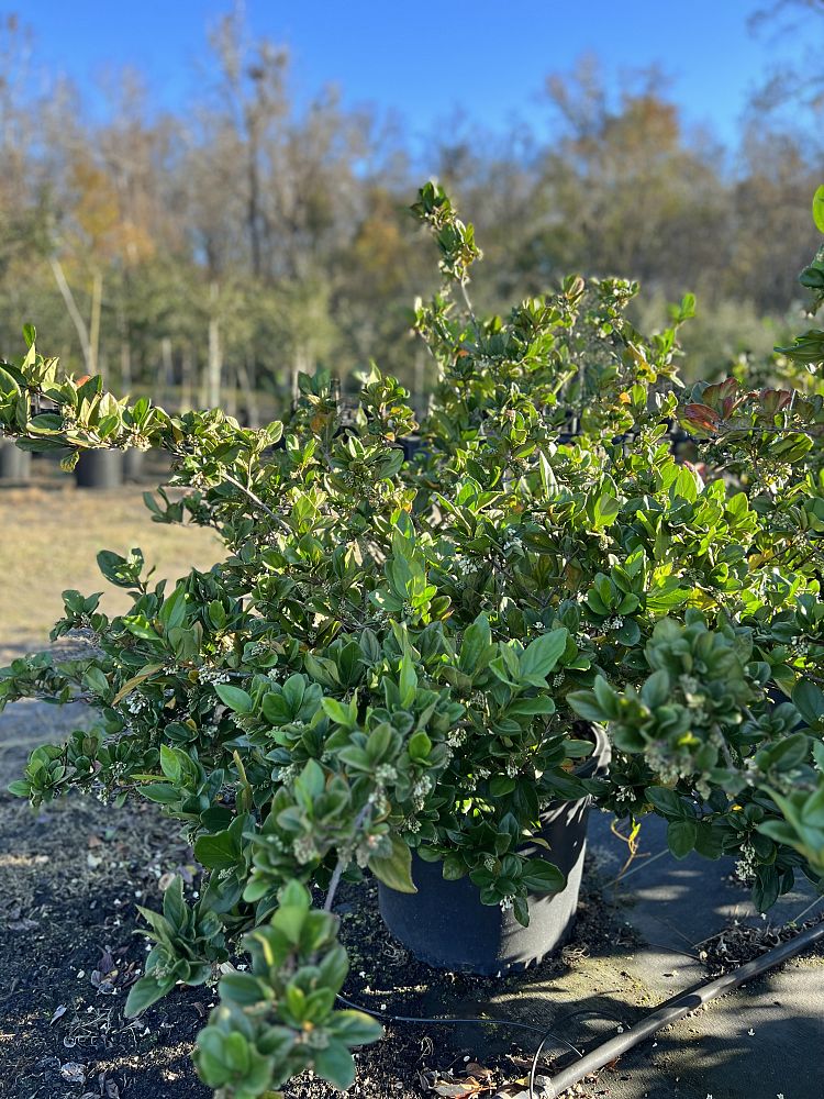 viburnum-suspensum-sandankwa-viburnum