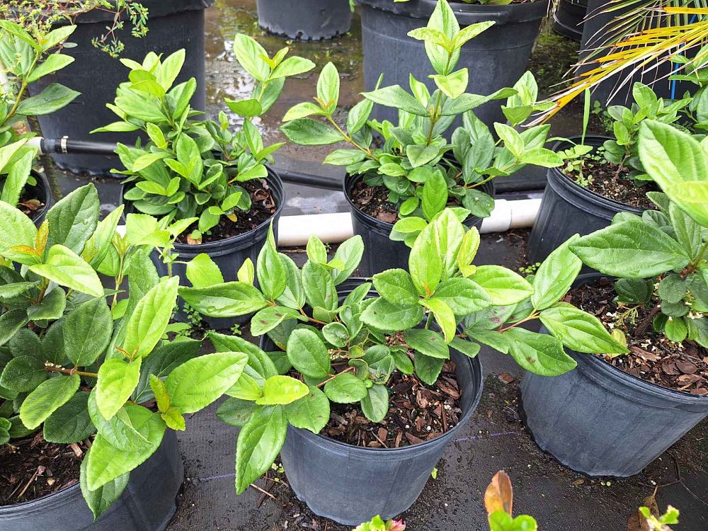 viburnum-suspensum-sandankwa-viburnum