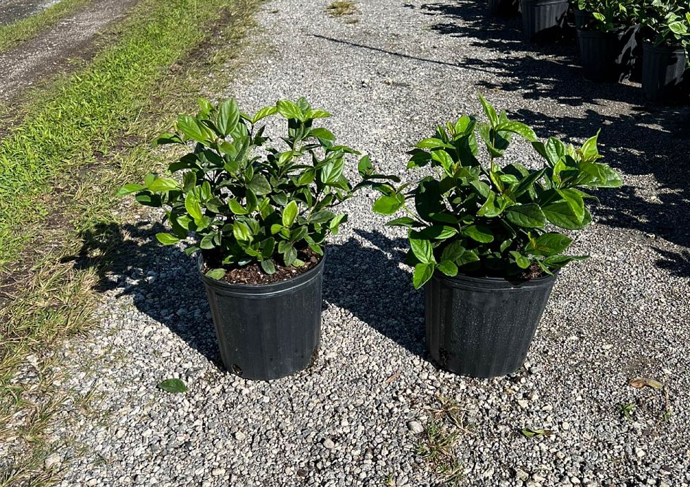 viburnum-suspensum-sandankwa-viburnum