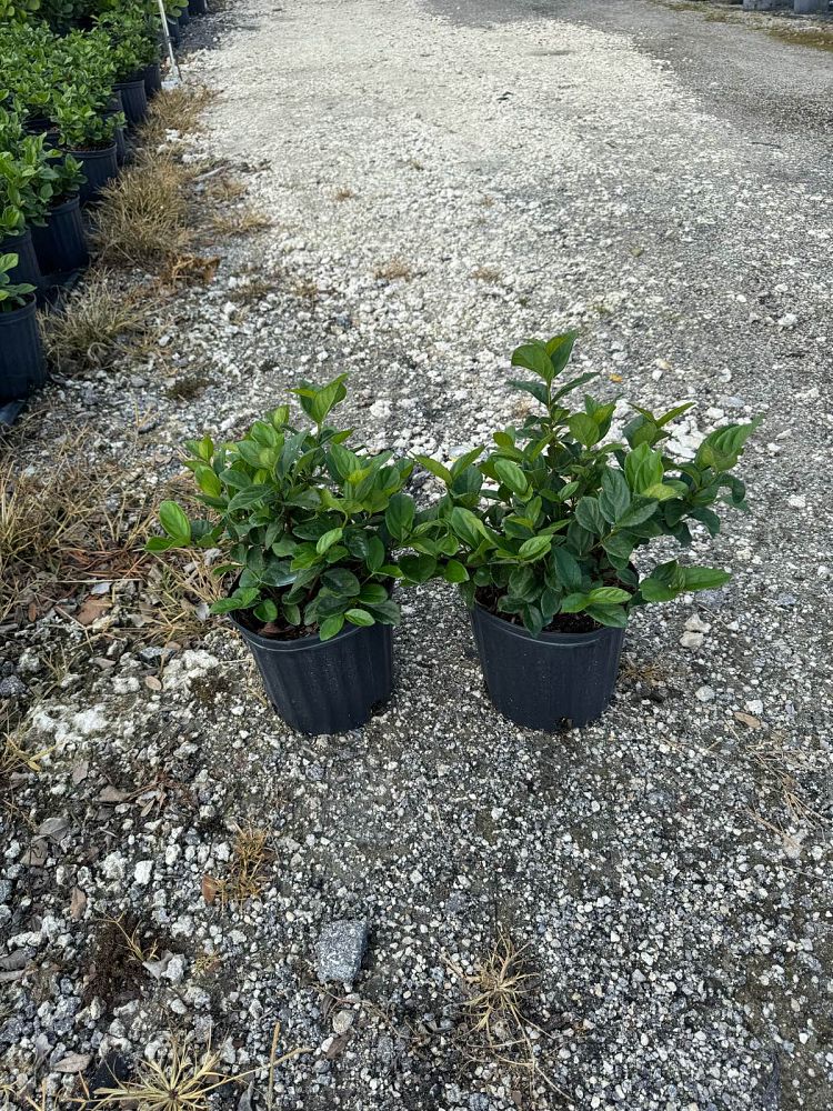 viburnum-suspensum-sandankwa-viburnum