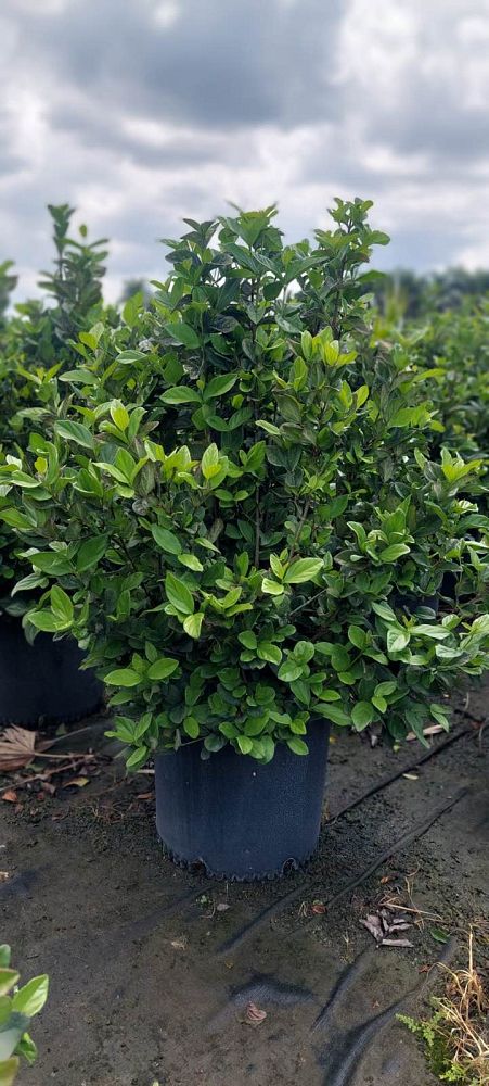 viburnum-suspensum-sandankwa-viburnum