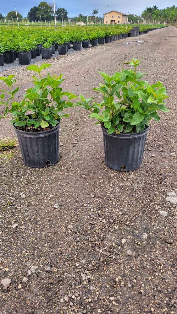 viburnum-suspensum-sandankwa-viburnum