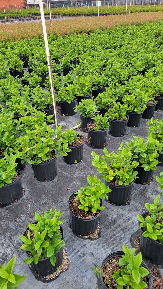 viburnum-suspensum-sandankwa-viburnum