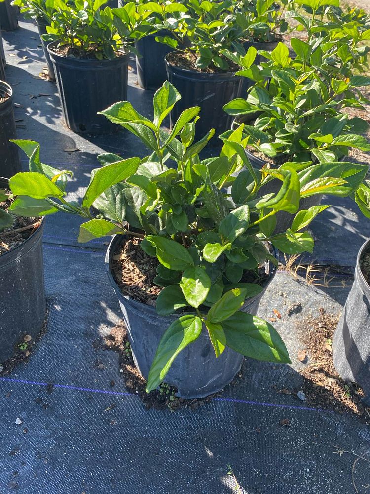 viburnum-suspensum-sandankwa-viburnum